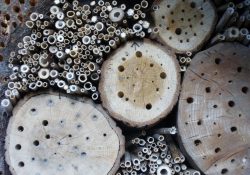 insect-hotel-259640_1920