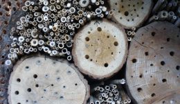 insect-hotel-259640_1920