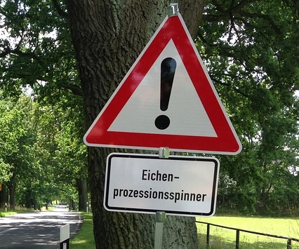 Eichenprozessionsspinner: Bekämpfung läuft auch in Hünxe an